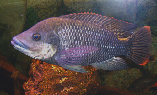 OREOCHROMIS MOSSAMBICUS